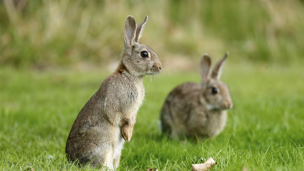 RABBITS ARE DEAF – Life Lessons